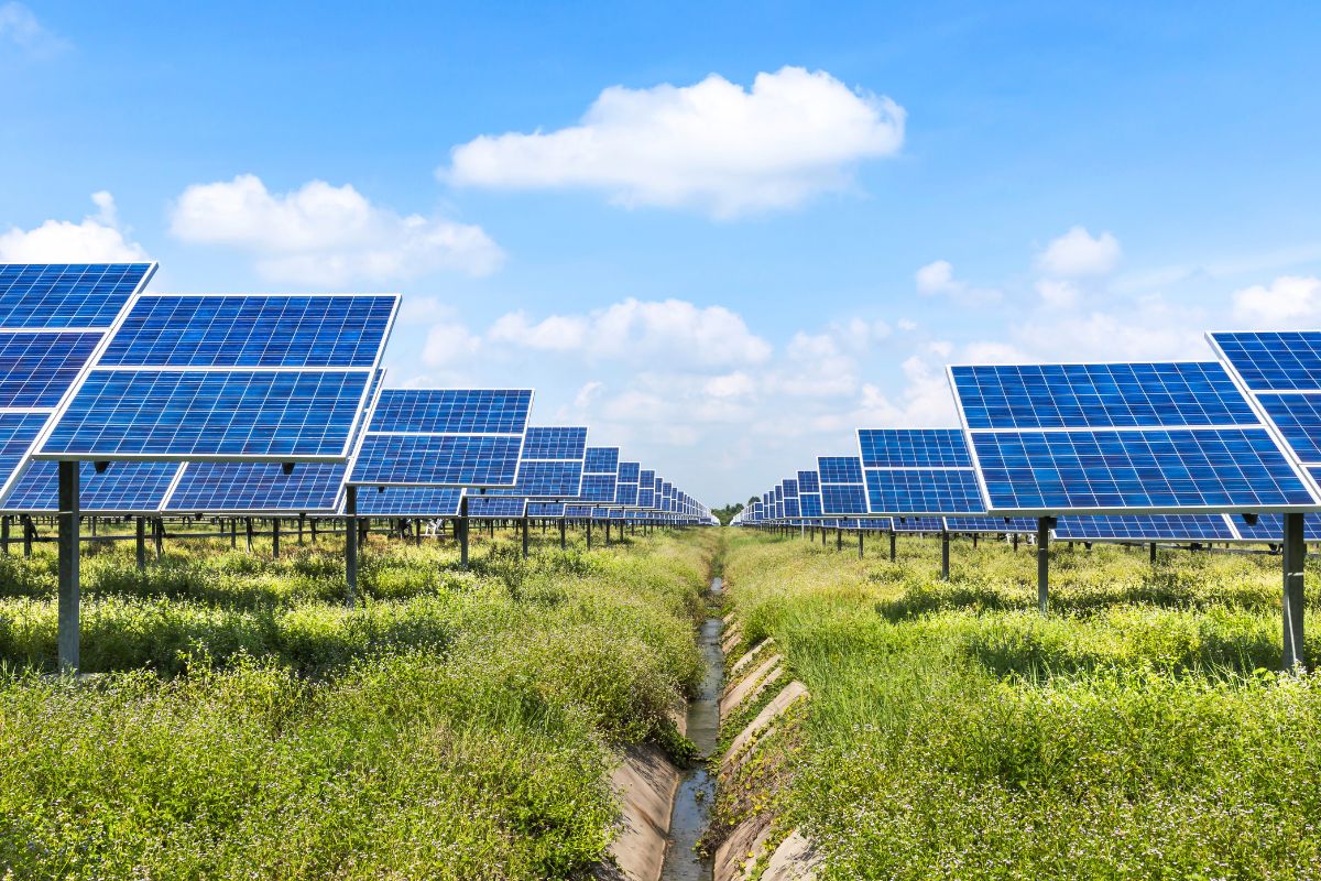 Solar panels vs sugar beets