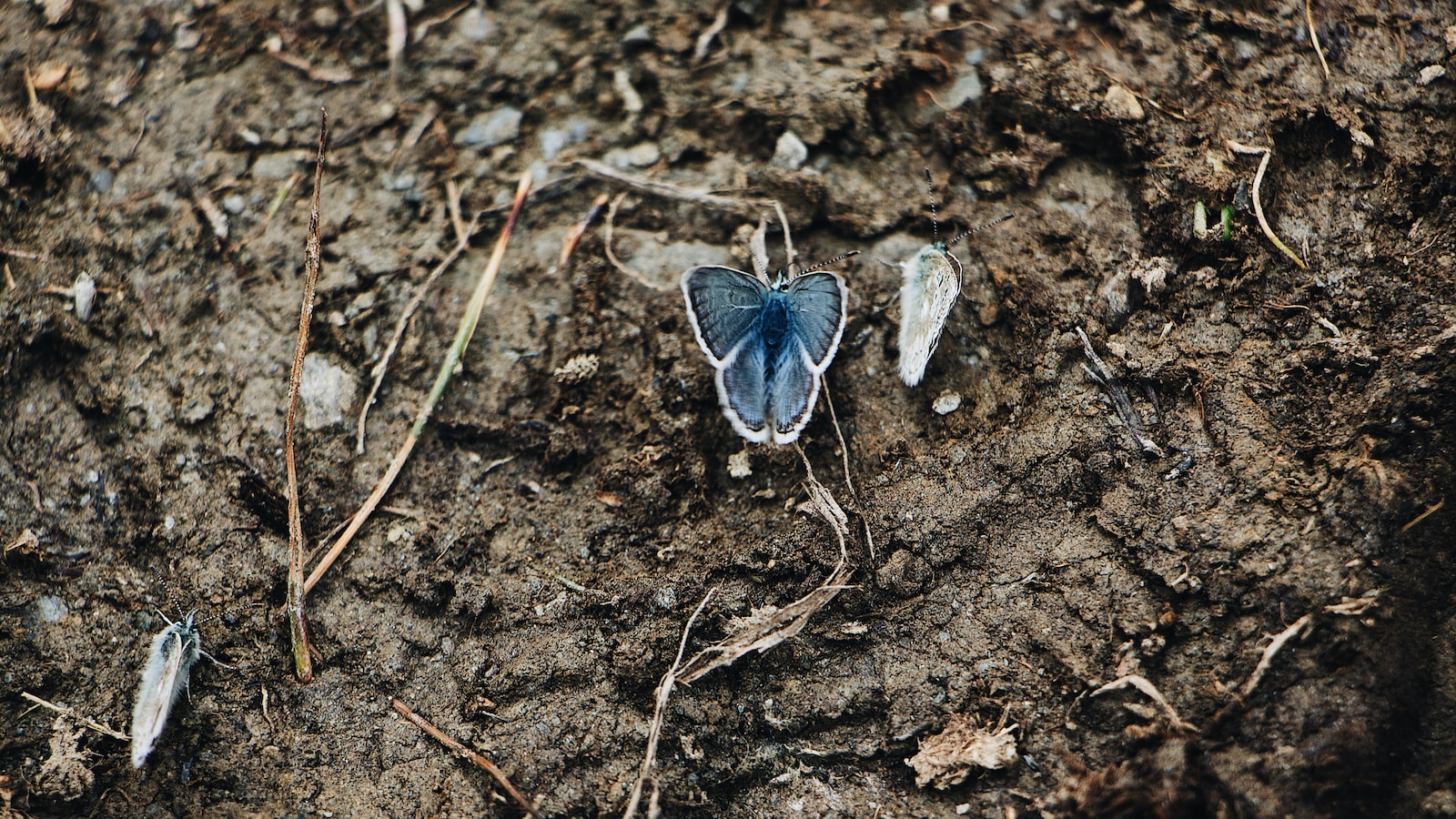 « Kit panneau solaire DIY pour votre maison en bois : est-ce une bonne idée ? »