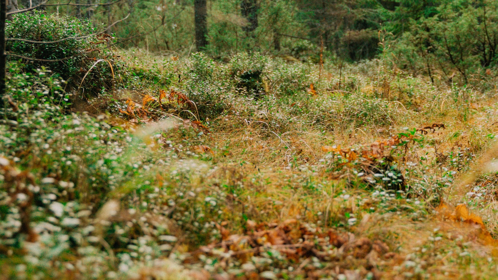 « Comment maximiser l’efficacité énergétique de votre maison en bois avec des panneaux solaires »