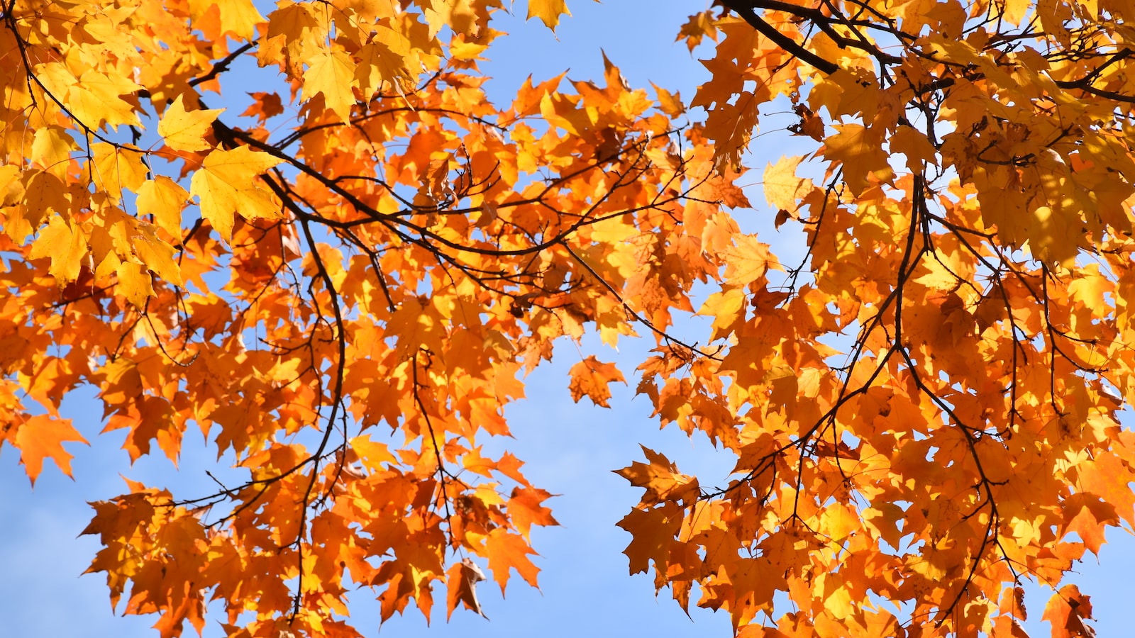 « Maison en bois : le choix parfait pour une vie durable avec des panneaux solaires »